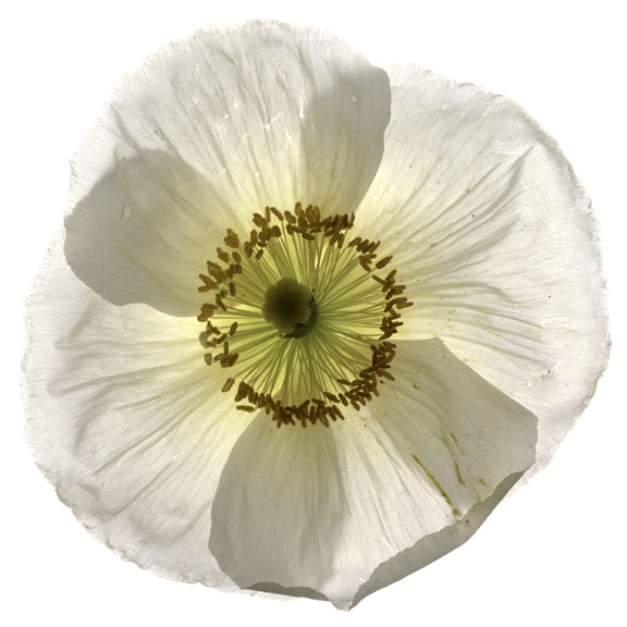 Iceland Poppy