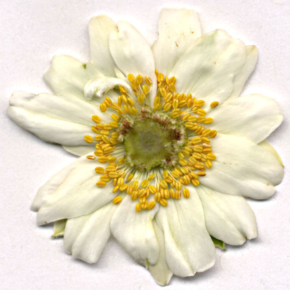 Anenome