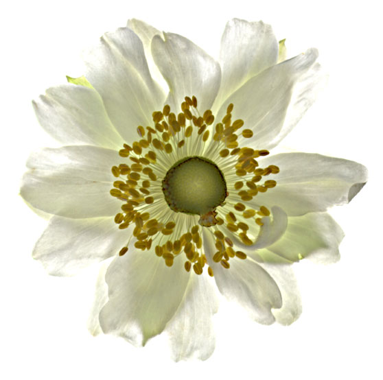 Translucent Anenome