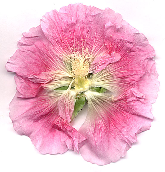 hollyhock