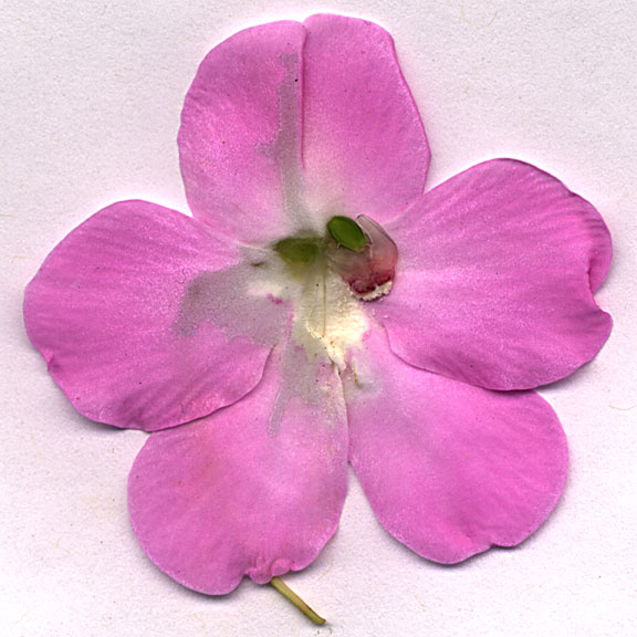 impatiens