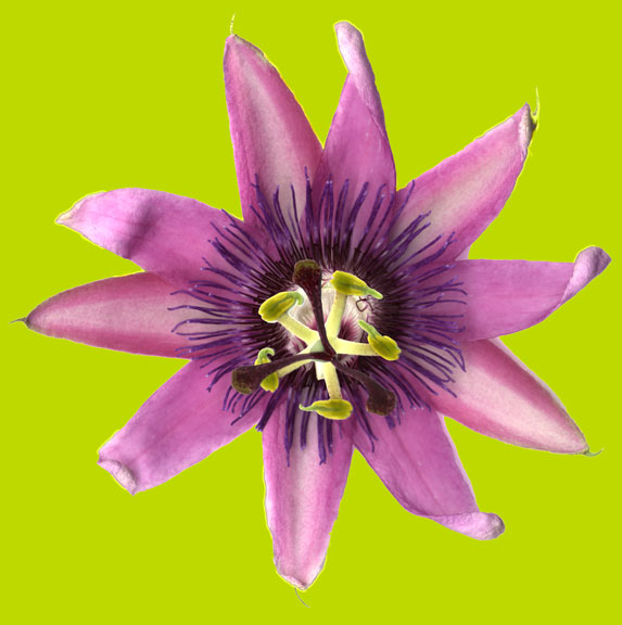 Passiflora