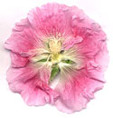 Hollyhock