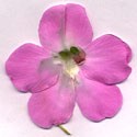 Impatiens