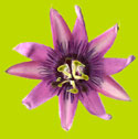 Passion Flower