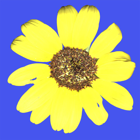 Warhol sunflower